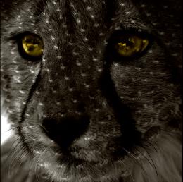 Darkmetalcheetah